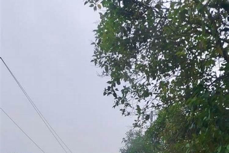 梦见舅舅和我说话