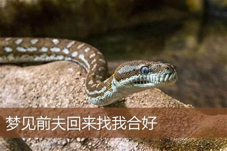 梦见前夫来找我和好