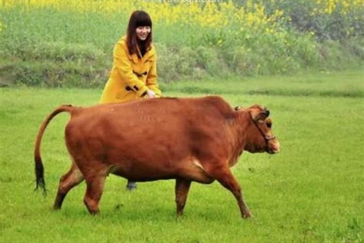 梦见马蹄是什么意思