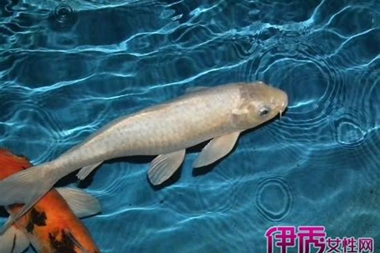 梦见鱼死了还有活鱼