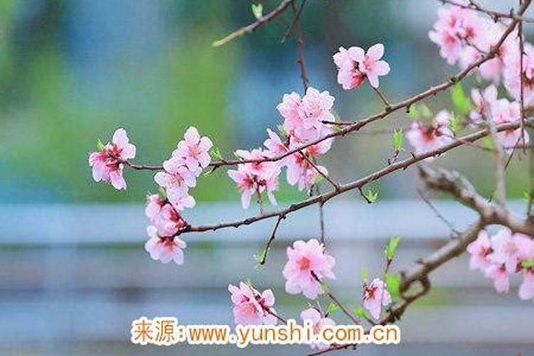 如何催旺桃花运的八大妙招