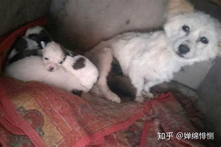 梦见小狗小猫死了