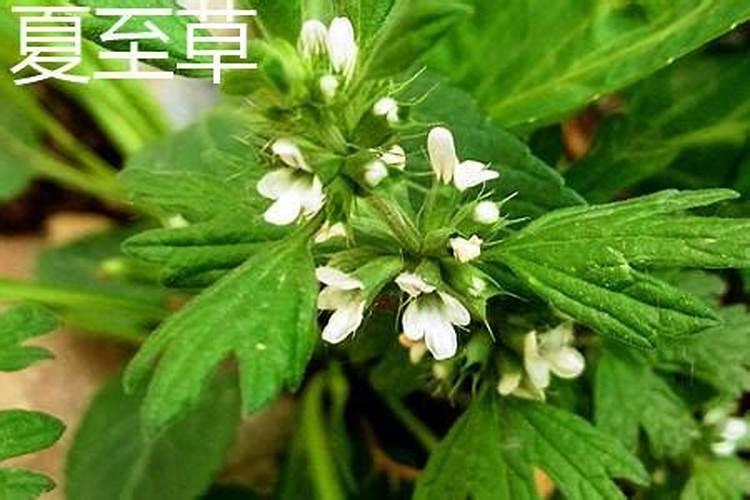 12属相年龄对照表,十二生相岁数对照表