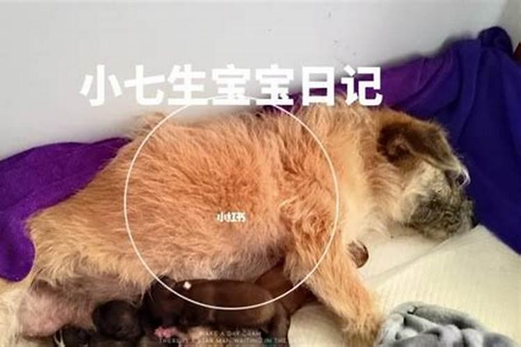 梦到狗狗生宝宝是什么意思