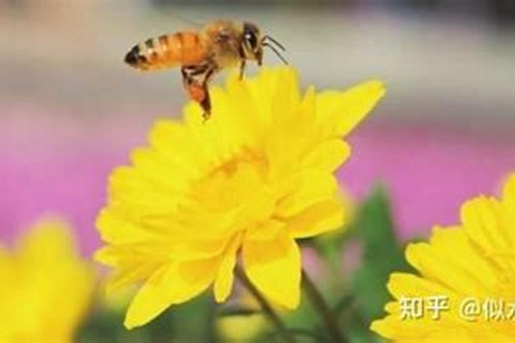 梦见蜜蜂在天上飞是什么意思？