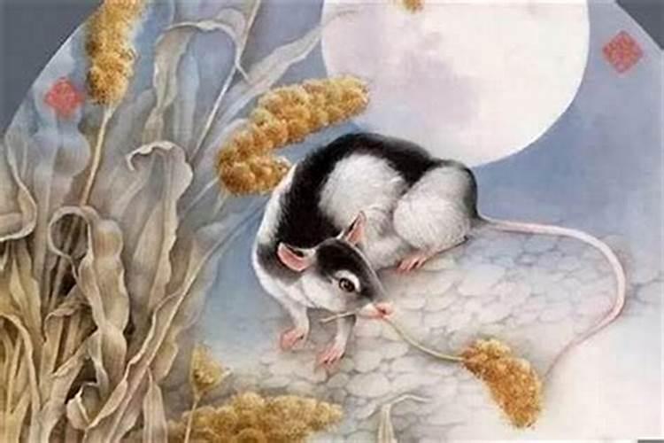 属鼠农历八月哪天出生好属鼠人八月出生好吗