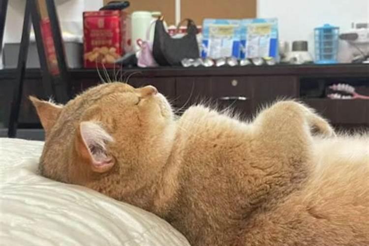梦见猫抱着腿不放的预兆
