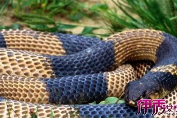 做梦梦到蛇是生男孩的征兆吗 怀男孩的征兆有哪些