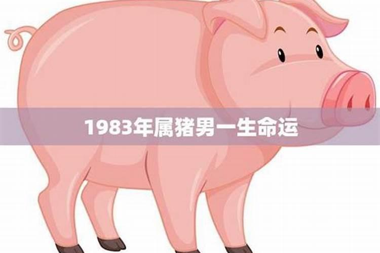 1983年属猪的运势 83年猪40岁后十年大运运程