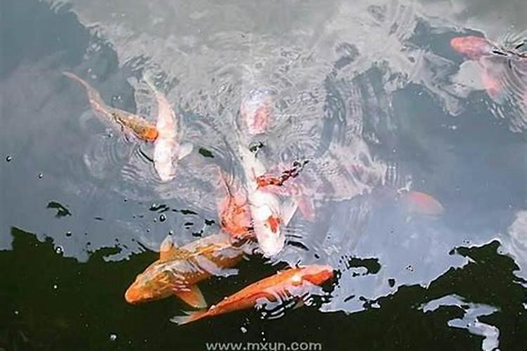 女人梦见喝水是什么意思