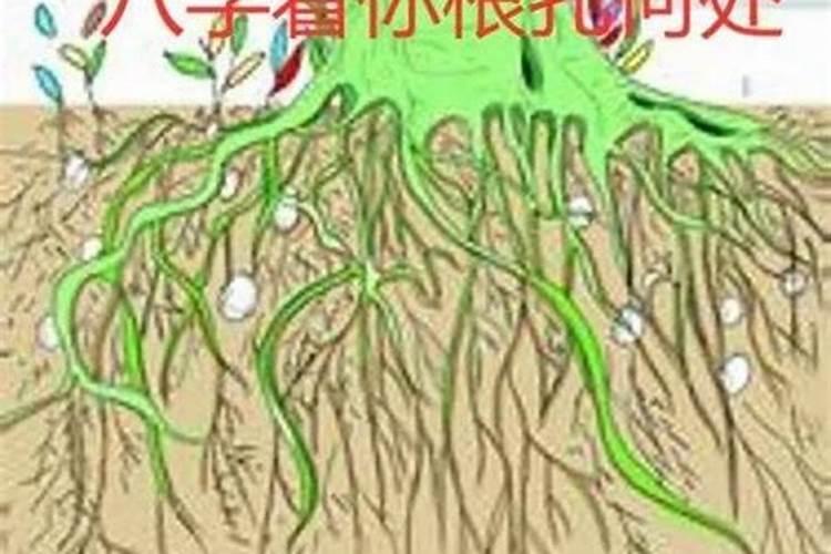三岁定根是什么意思