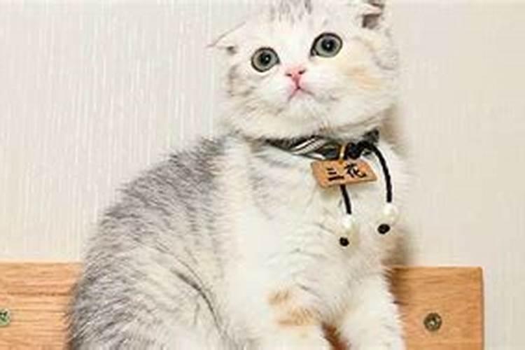 女人梦见猫扑咬是吉兆