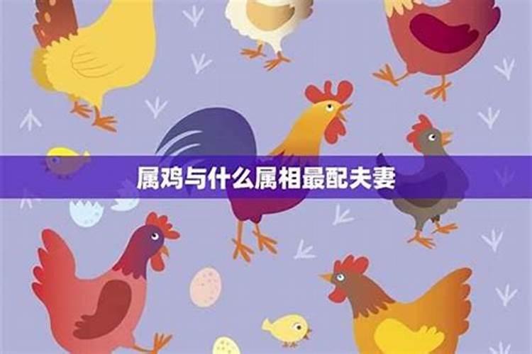 属鸡女孩的最佳婚配,属鸡女人最佳配偶