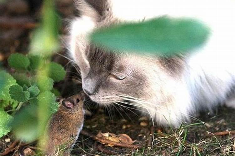 梦见猫和老鼠在一起周公解梦