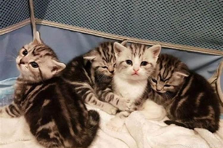 梦见母猫生了小猫死了几只