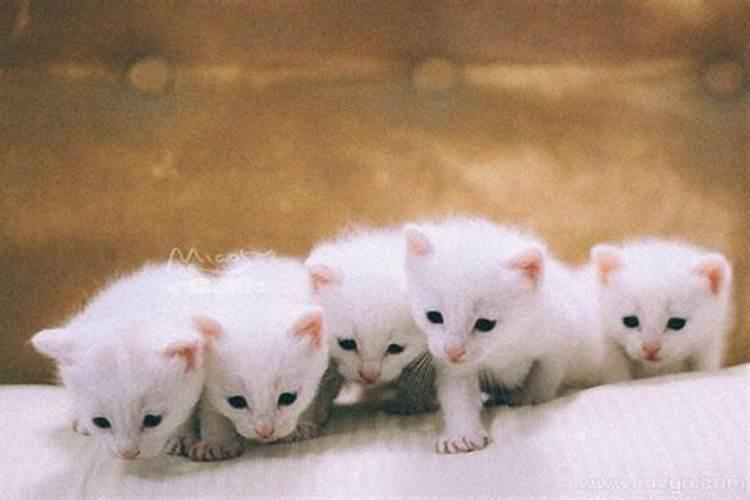 梦到猫生了一窝小猫有什么征兆