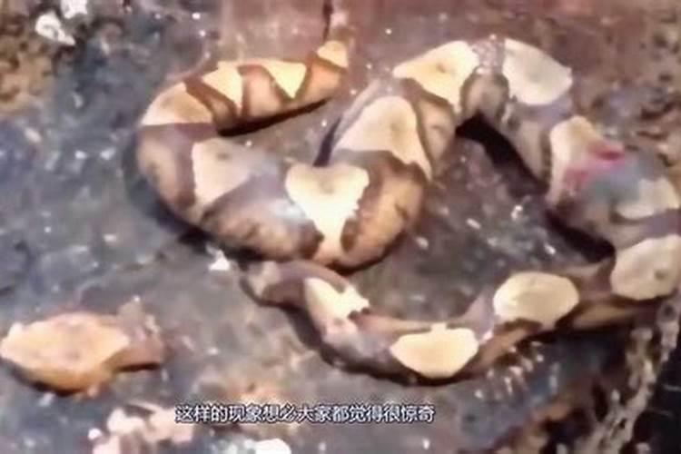 梦见自己亲手把蛇脑袋砍了