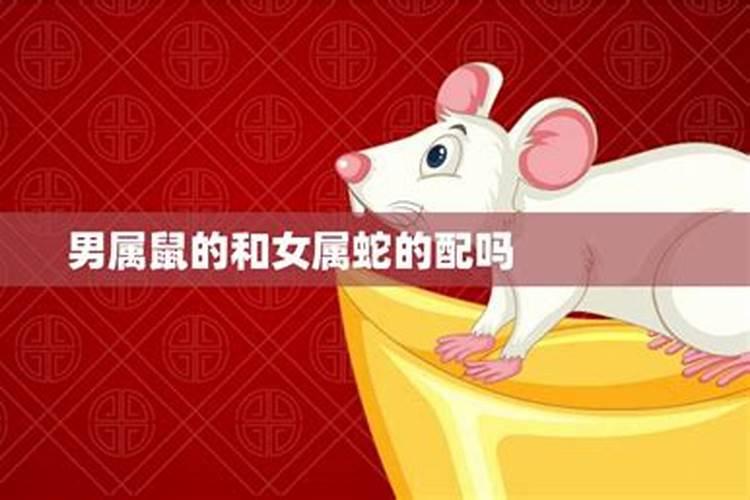 女94狗男96鼠八字合吗,94年女和96年男可配偶吗