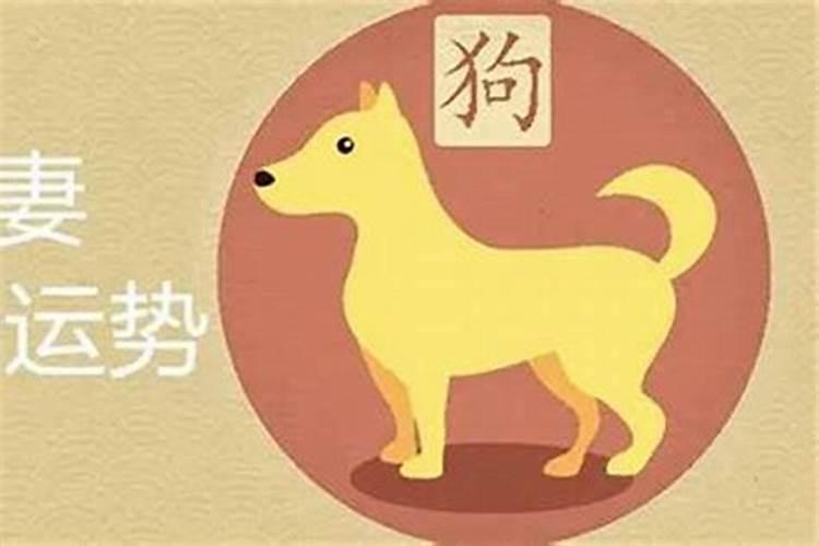 属狗女和属狗男相配吗(八字很合)