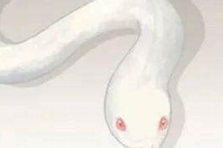 梦见小蛇怀孕男孩女儿,梦见小蛇生男还是生女