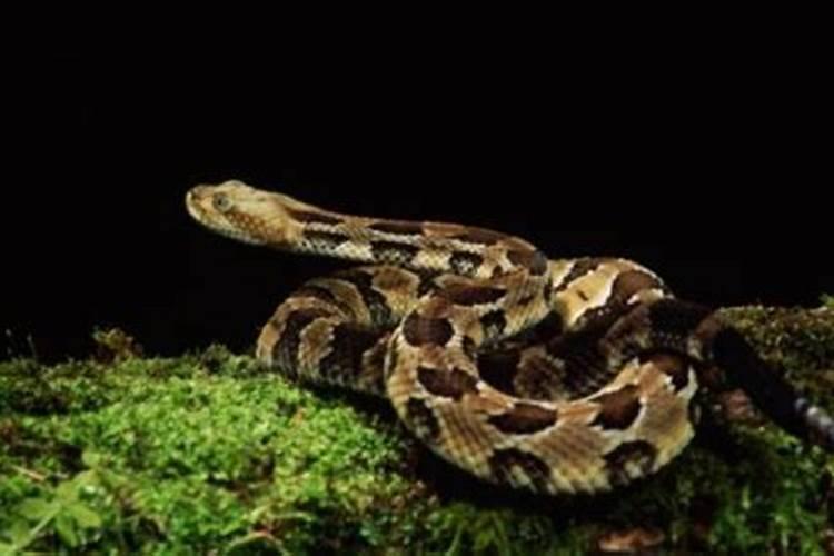 梦见大蟒蛇吃动物我给它喂食的预兆
