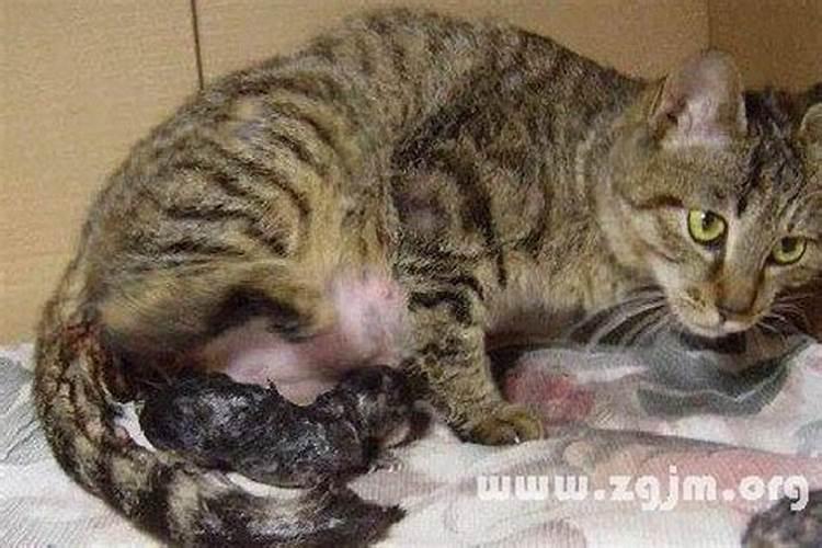 梦见猫生小猫周围可能有蛇是什么预兆？