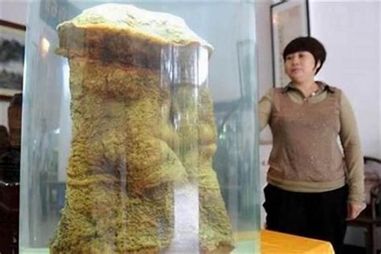 太岁一般都生长在哪里 太岁长在什么地方