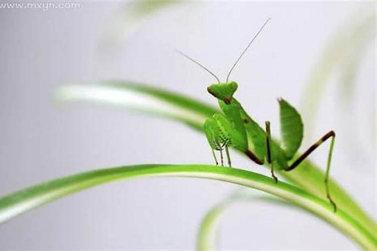 梦见弄到弄死虫子的预兆