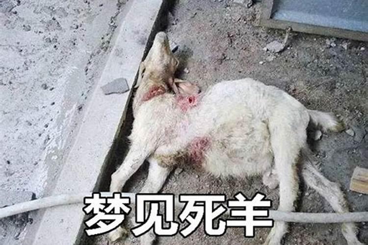 梦见杀羊是什么预兆