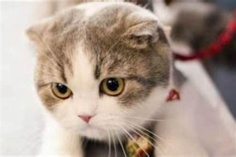 猫猫进家门预示着什么 猫猫进家门有什么意义
