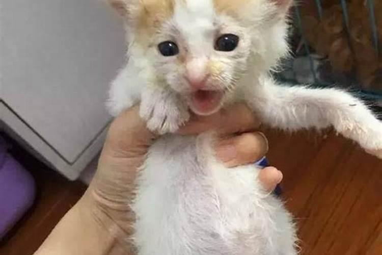梦见猫从楼上扔下来的预兆