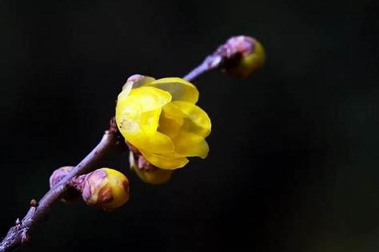 农历正月十五日是什么节日？