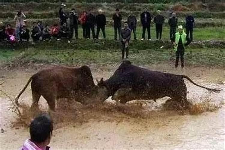 梦见牛和鸡的预兆