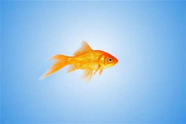 牛年本命年跟什么属相相冲,牛相冲的生肖都有哪些