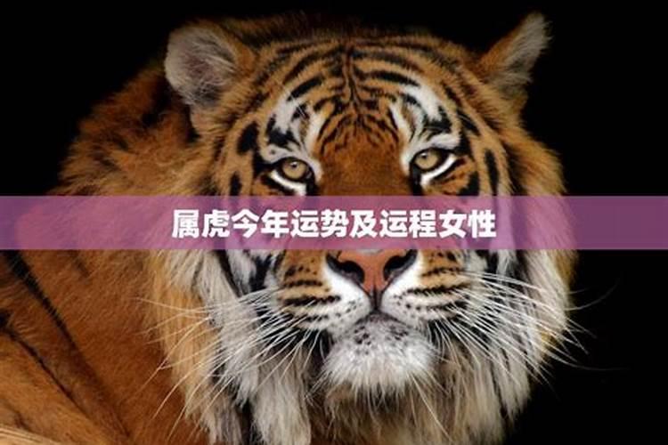 生肖虎2025年运势 属虎2025年运势及运程