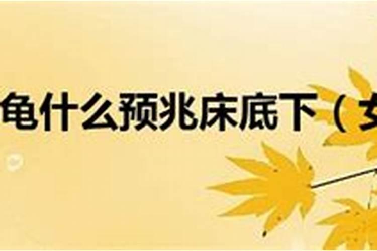 女人梦见乌龟的6大预兆