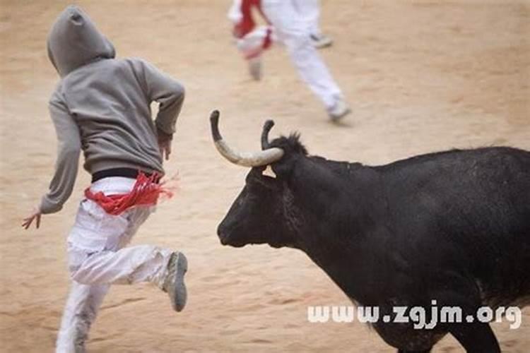 梦见黄牛从家里跑了自己去追的预兆