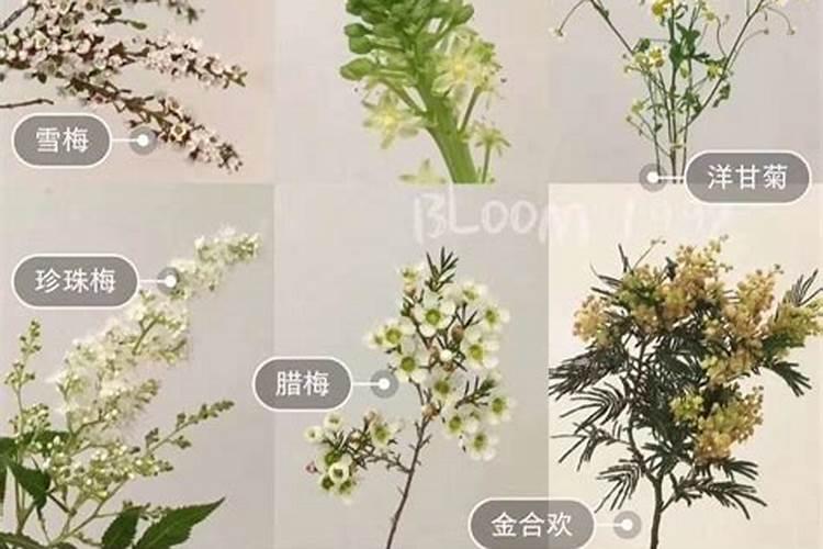 中秋节开哪些花 中秋节什么花开