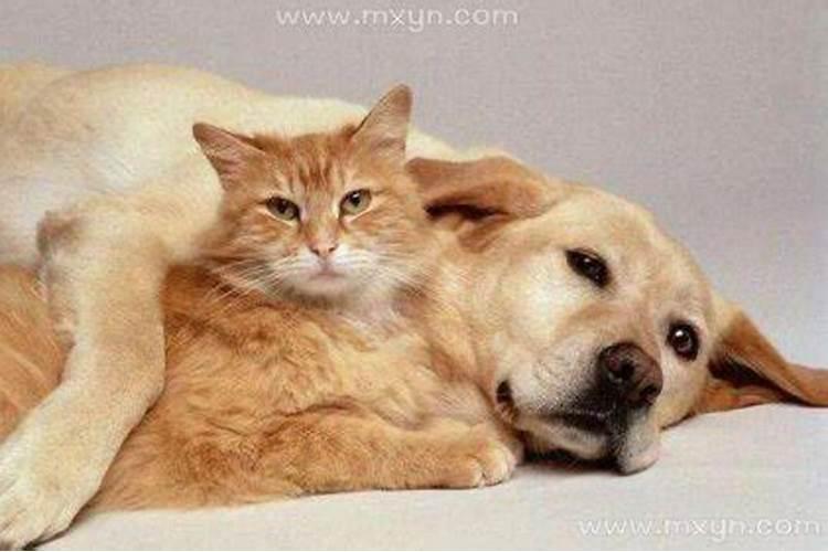 梦见狗跟猫是什么征兆 梦见狗跟猫是什么意思
