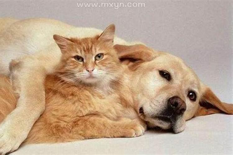 做梦梦到狗跟猫,有仙缘的人梦见猫和狗