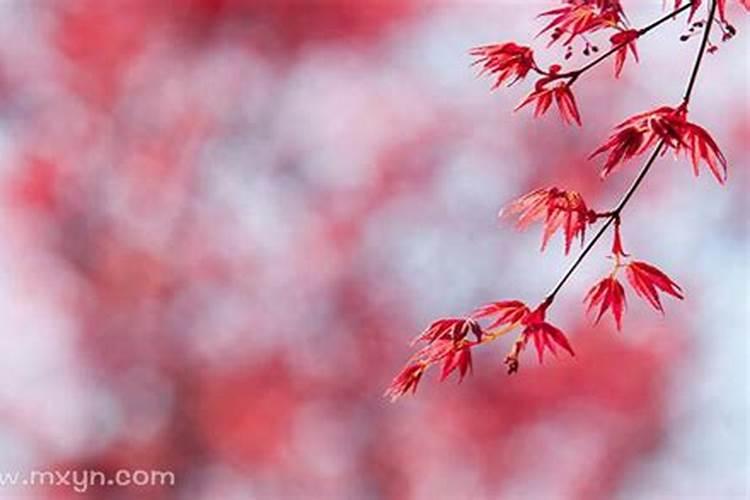 11月份生肖鼠财运 属鼠人运势分析