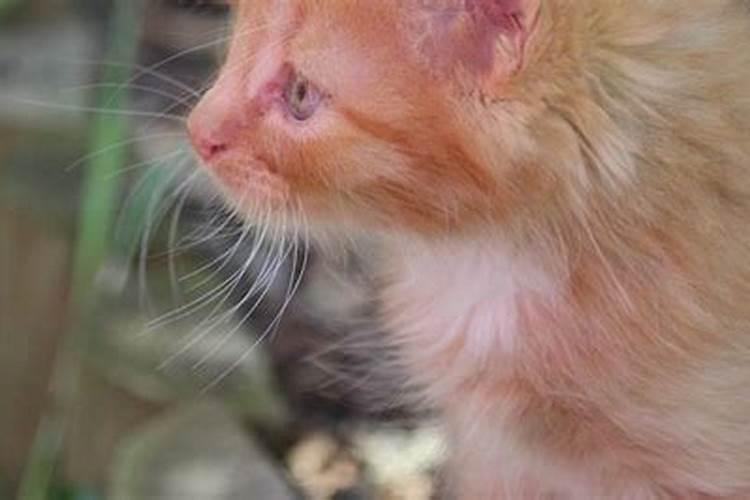 女人梦到被猫咬手出血