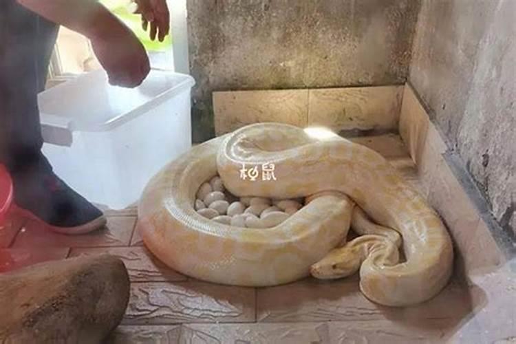 我怀孕了老公梦见蛇是什么预兆