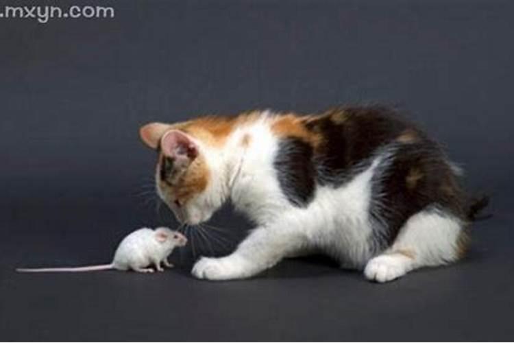 周公解梦梦见猫捉老鼠 梦见猫捉老鼠的寓意