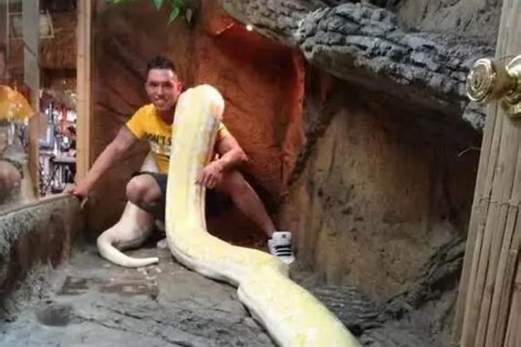 男人梦见巨蟒是吉兆