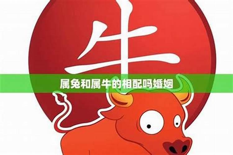 属牛的和属兔的相配吗？