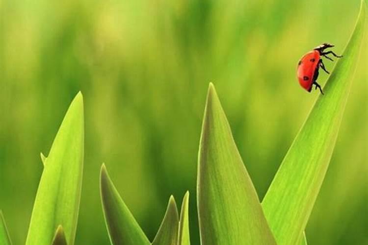 怎么才能知道谁是“童子”或“花姐”命呢？