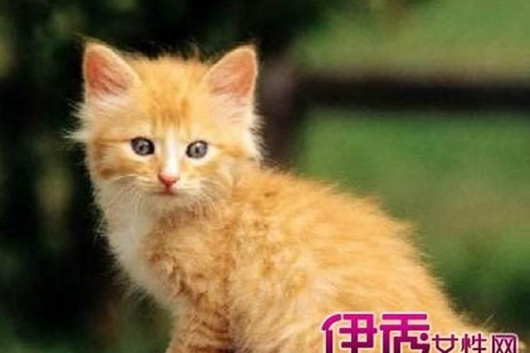 文昌星一个好还是二个好