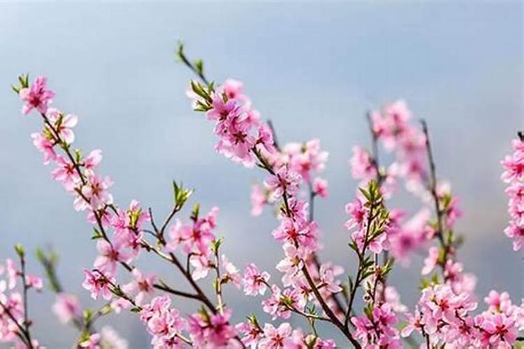 八字命理中的桃花煞