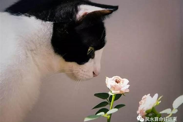 养猫能招财吗？你的八字能养猫吗？